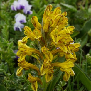 Corydalis gortschakovii